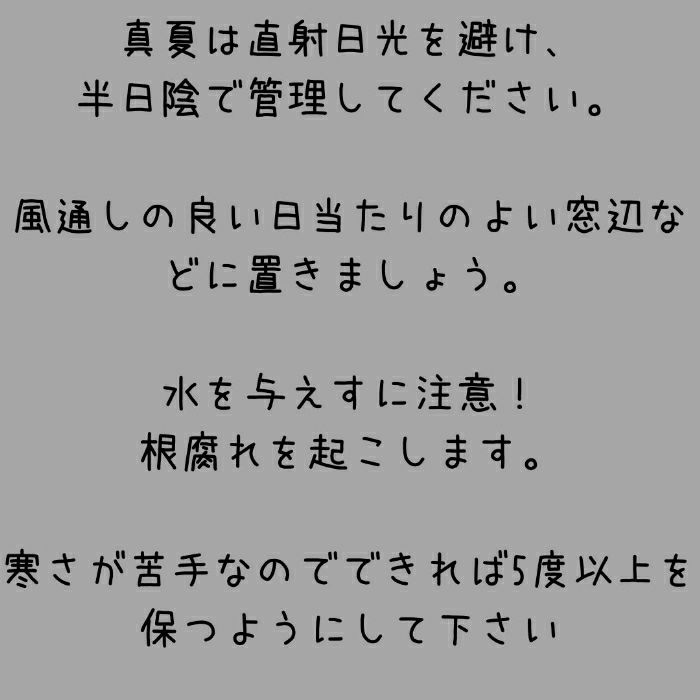 観葉植物現品販売