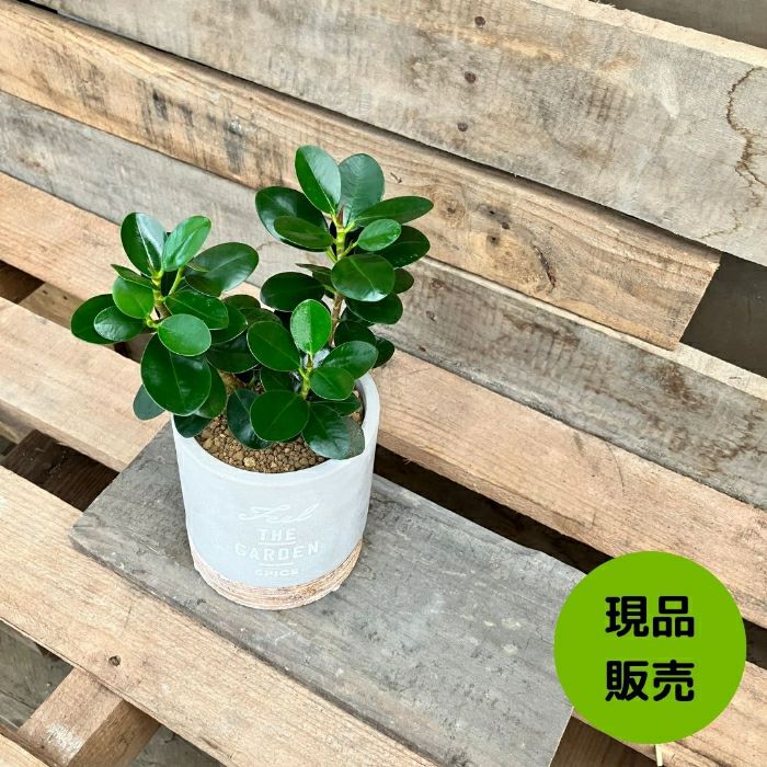 観葉植物現品販売