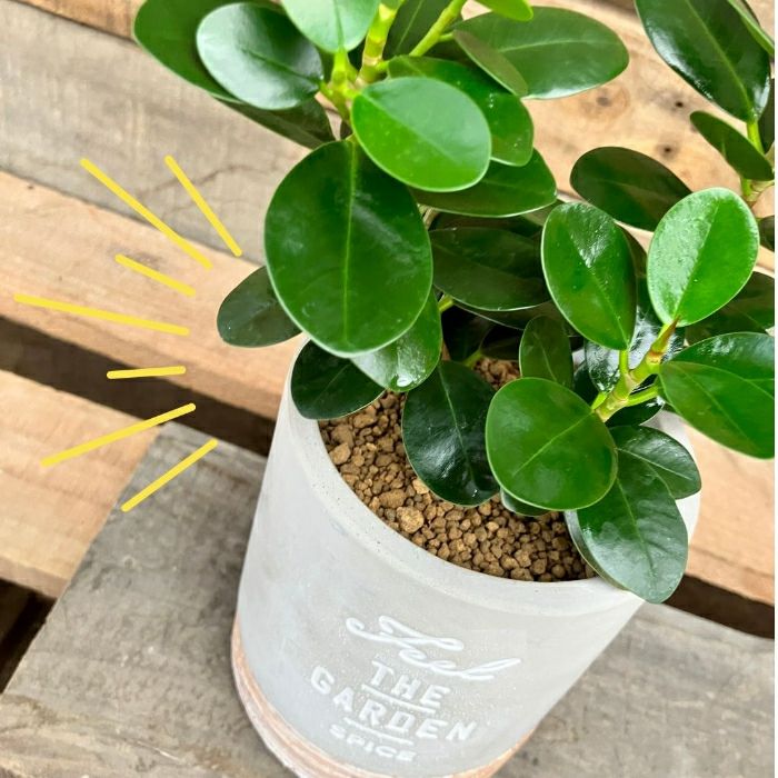観葉植物現品販売