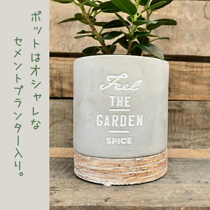 観葉植物現品販売