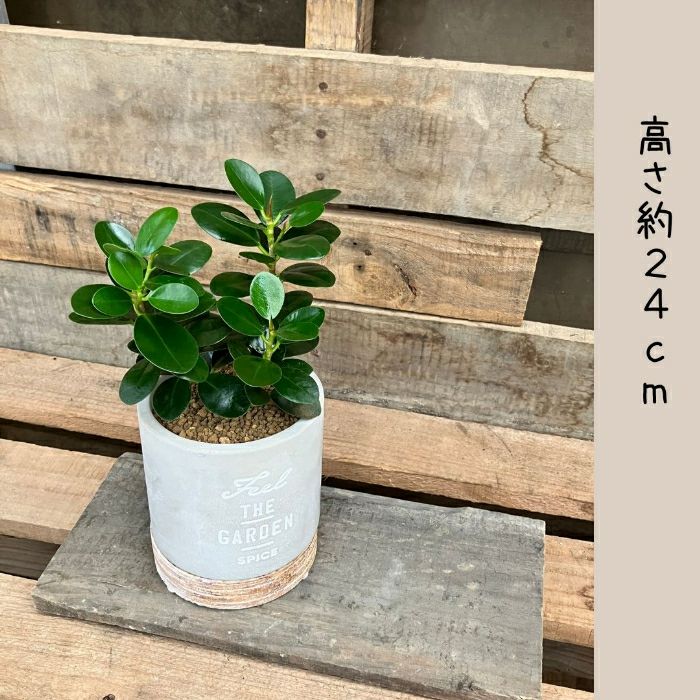 観葉植物現品販売