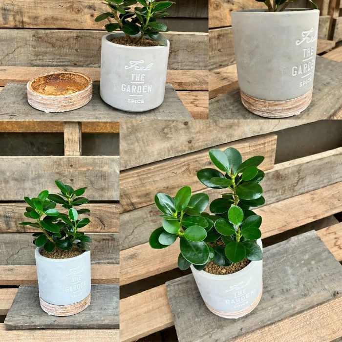 観葉植物現品販売