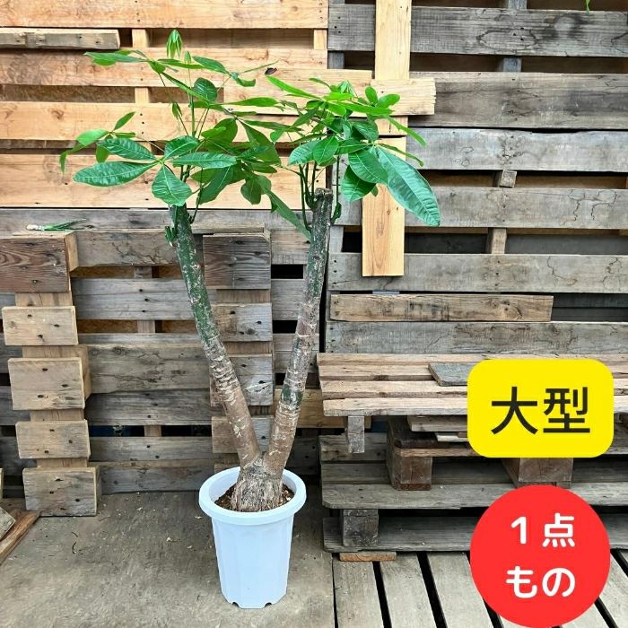 観葉植物現品販売
