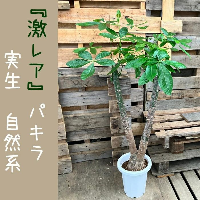 観葉植物現品販売