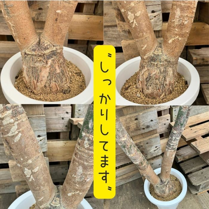 観葉植物現品販売