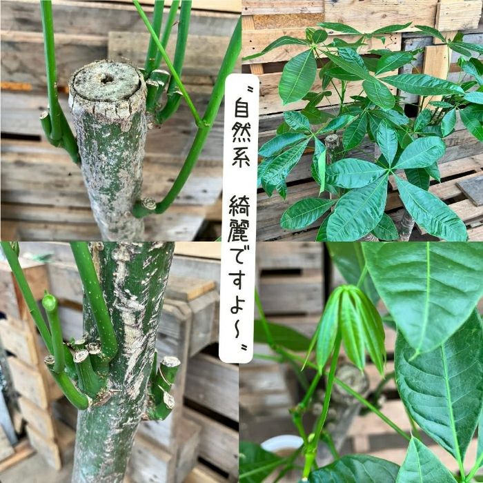 観葉植物現品販売