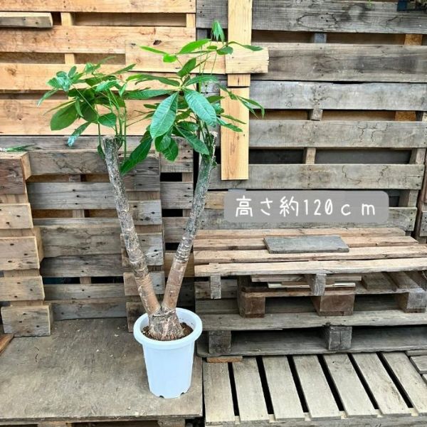 観葉植物 【現品】希少 自然系 二股樹形 パキラ 実生 8号 000883