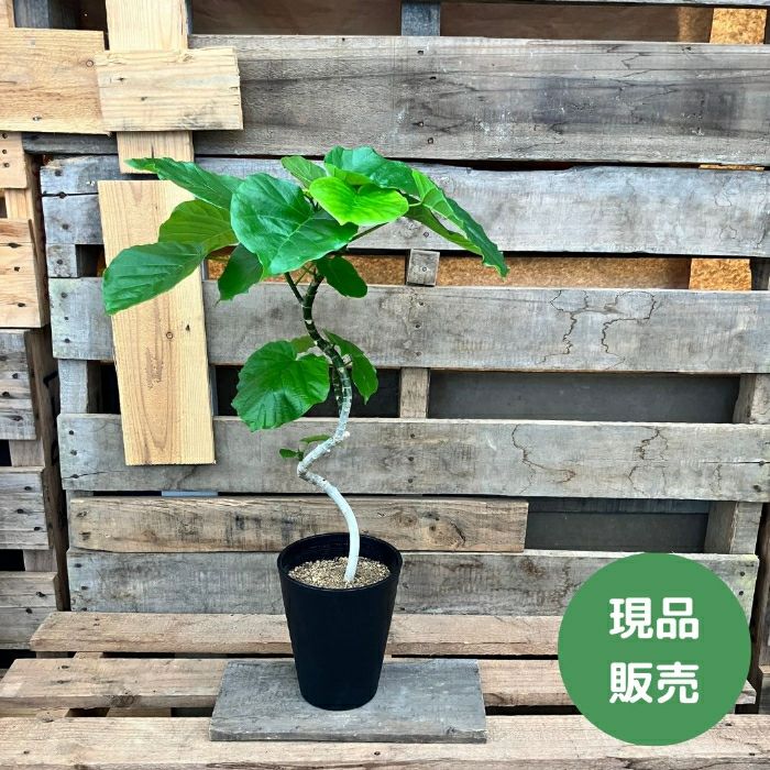 観葉植物現品販売