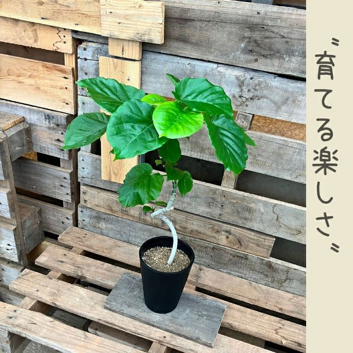 観葉植物現品販売