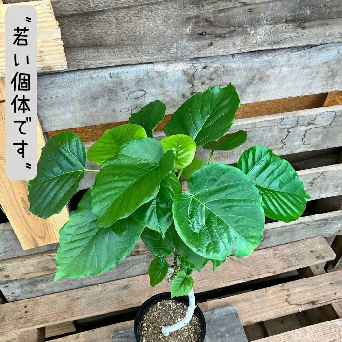 観葉植物現品販売