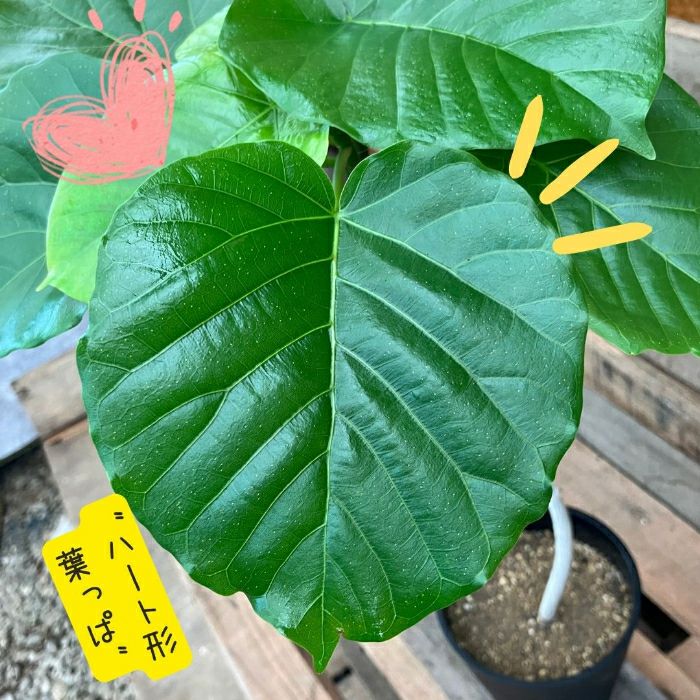 観葉植物現品販売