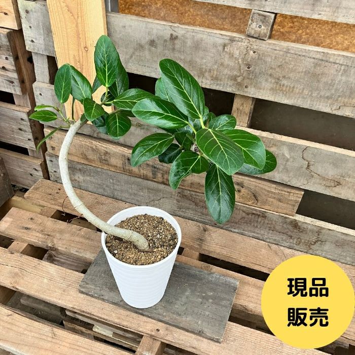 観葉植物現品販売