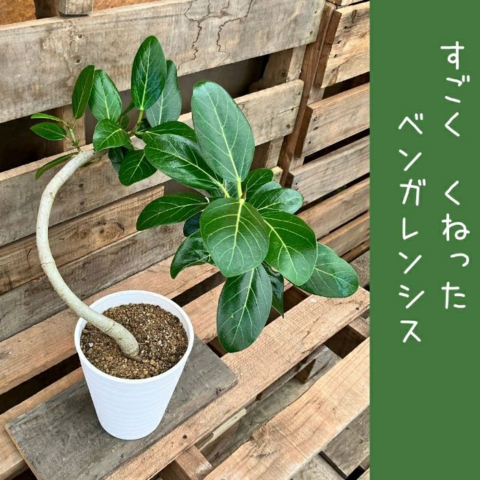 観葉植物現品販売