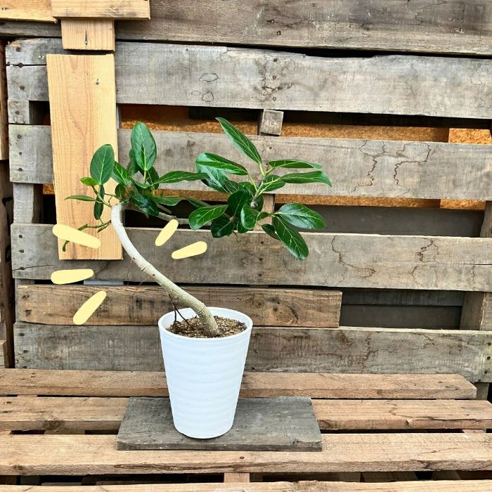 観葉植物現品販売