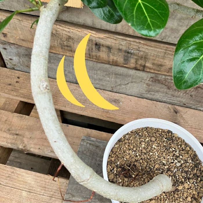 観葉植物現品販売