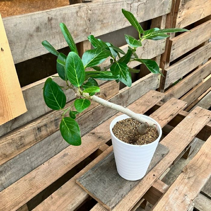 観葉植物現品販売