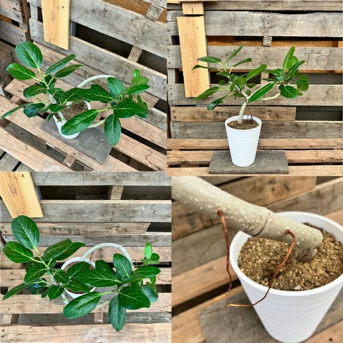 観葉植物現品販売