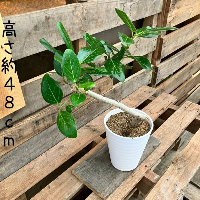 観葉植物現品販売