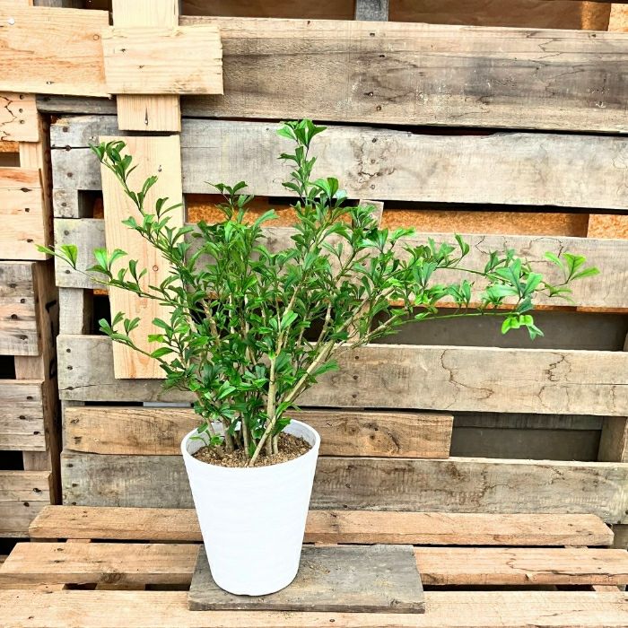 観葉植物現品販売