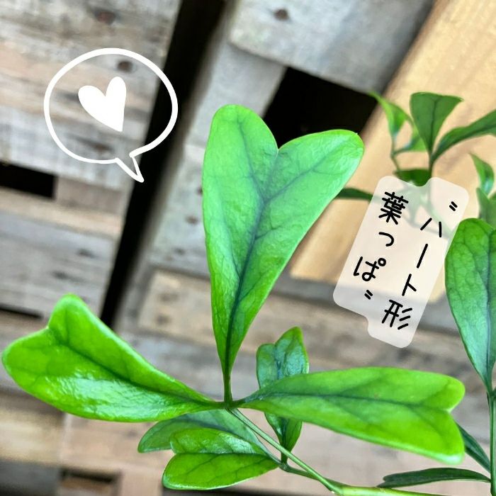 観葉植物現品販売