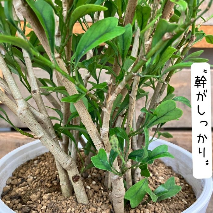 観葉植物現品販売