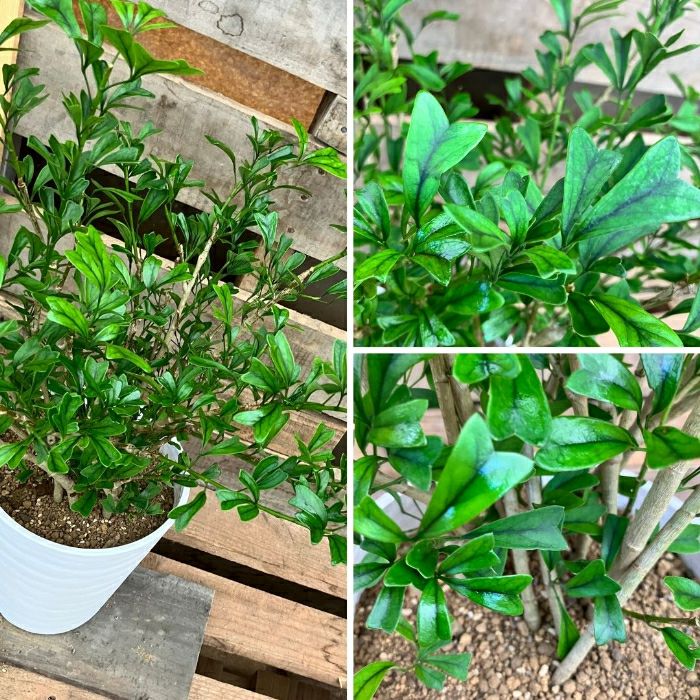 観葉植物現品販売