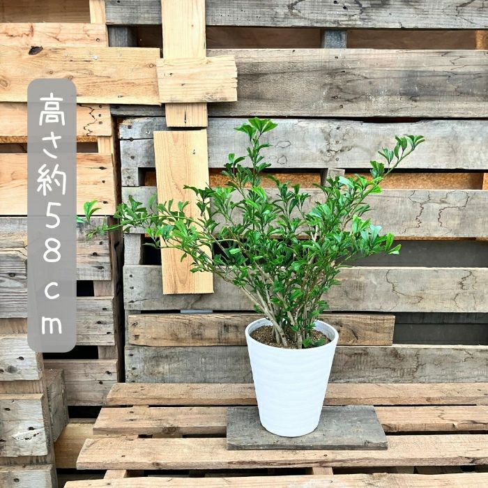 観葉植物現品販売