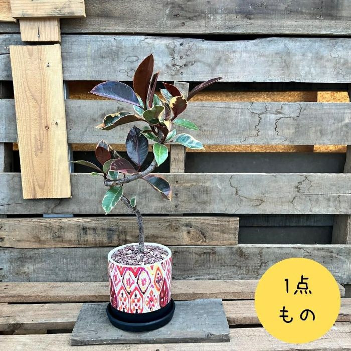 観葉植物現品販売