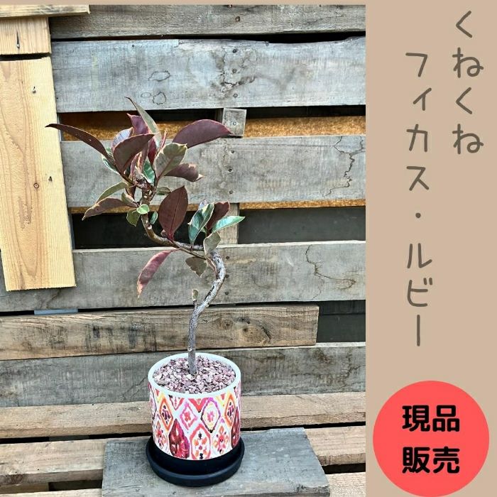 観葉植物現品販売