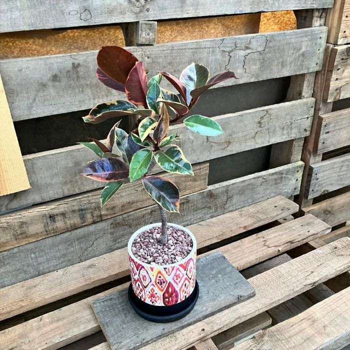 観葉植物現品販売