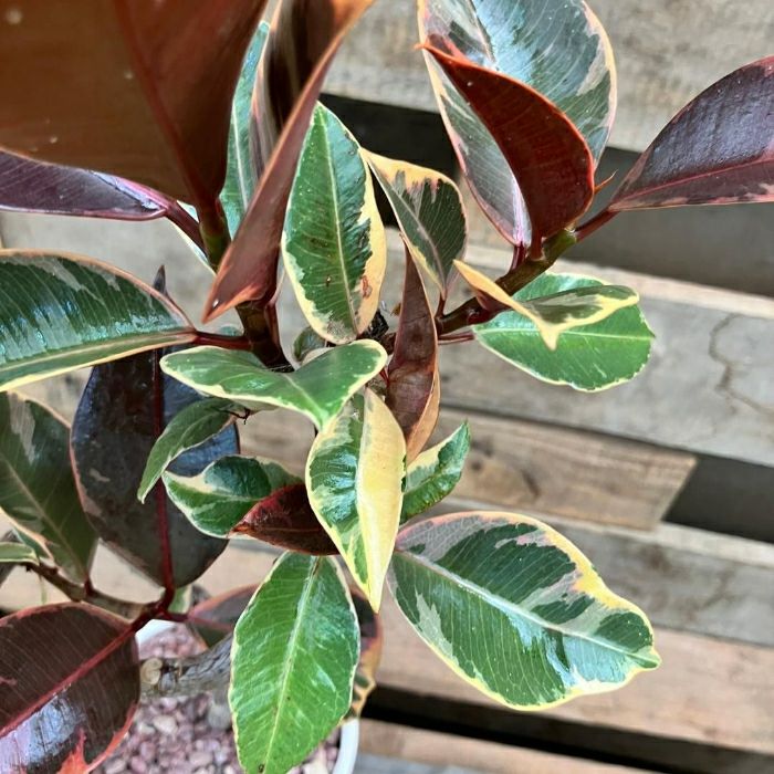 観葉植物現品販売