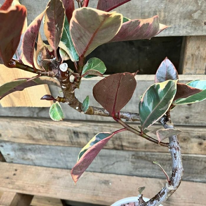 観葉植物現品販売