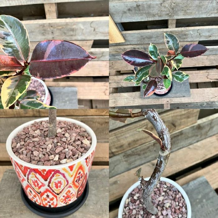 観葉植物現品販売