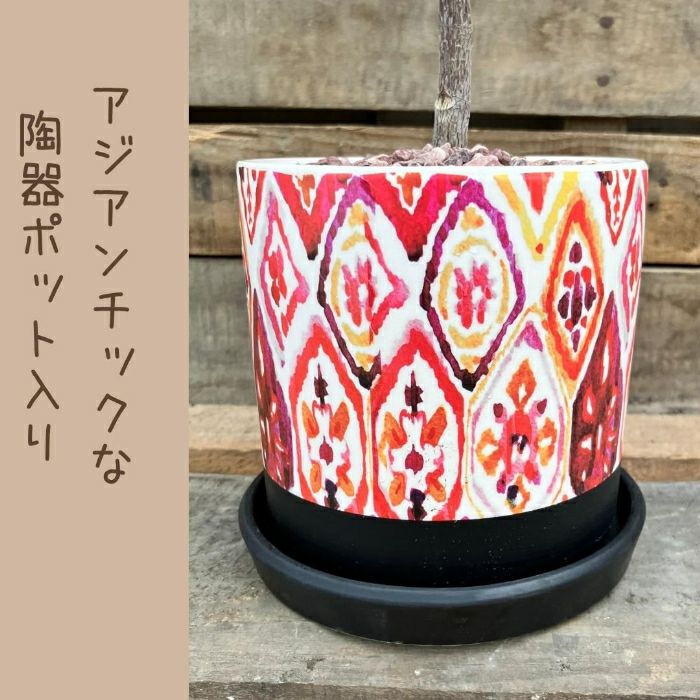 観葉植物現品販売