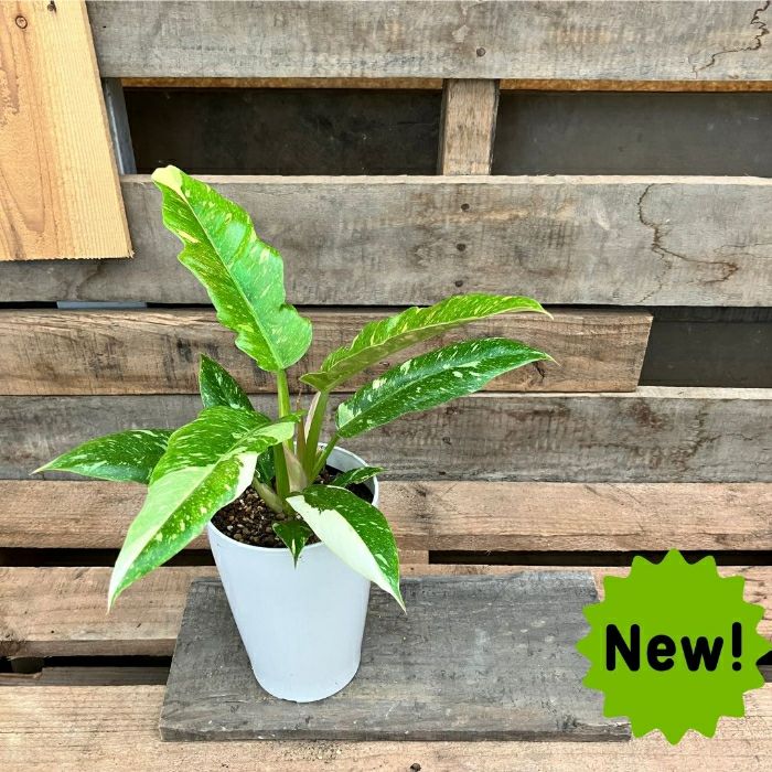 観葉植物現品販売