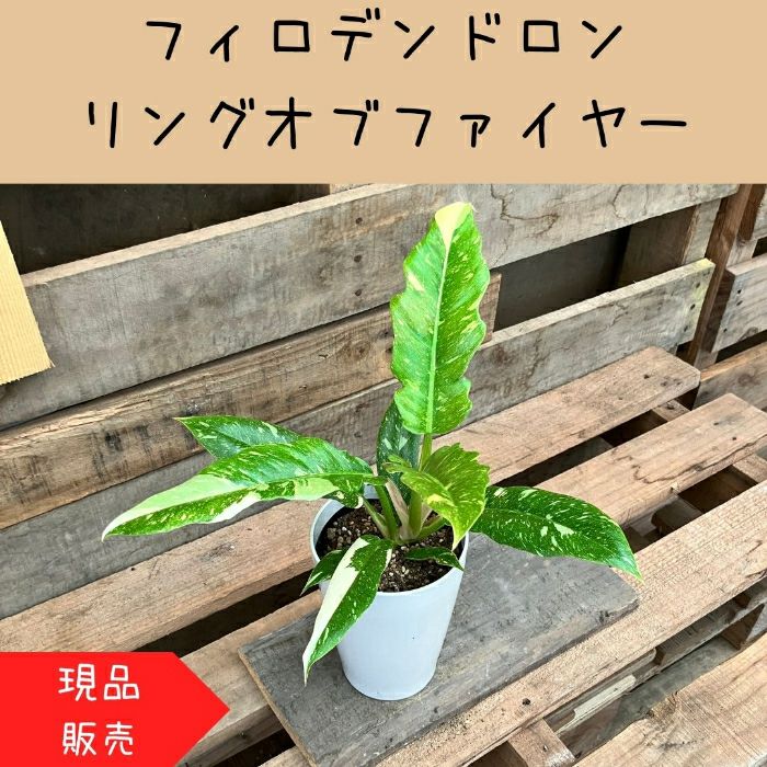 観葉植物現品販売