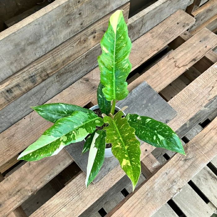 観葉植物現品販売