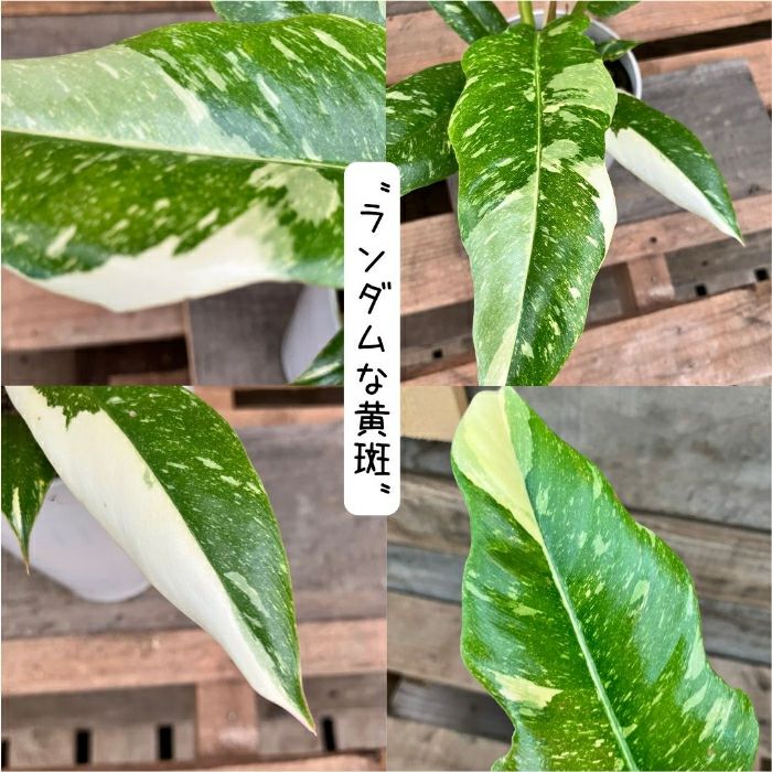 観葉植物現品販売