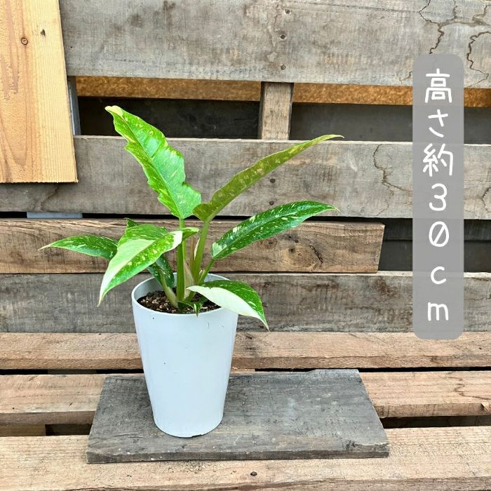 観葉植物現品販売