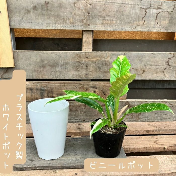 観葉植物現品販売