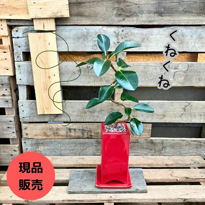 観葉植物現品販売