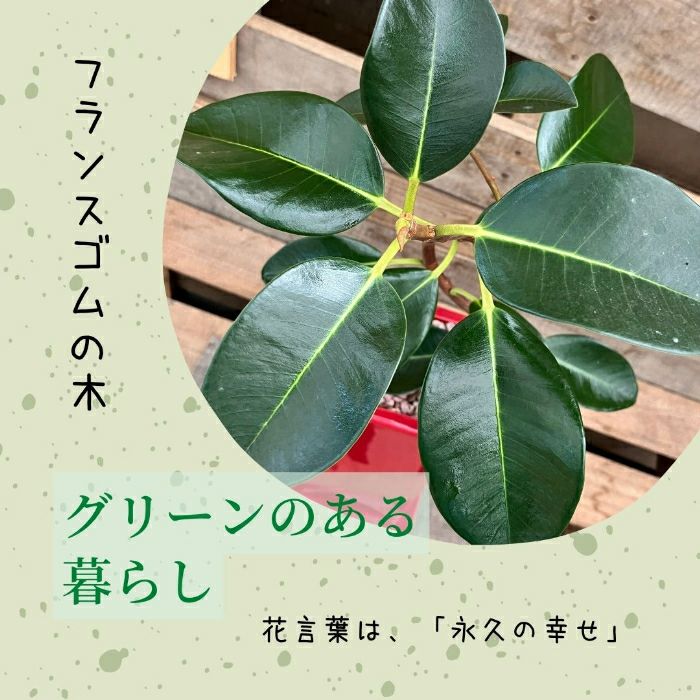 観葉植物現品販売