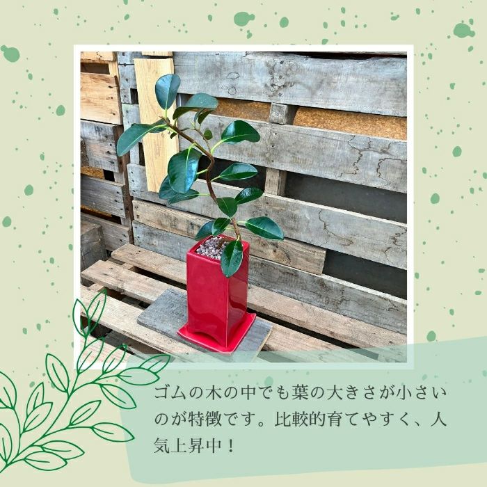 観葉植物現品販売