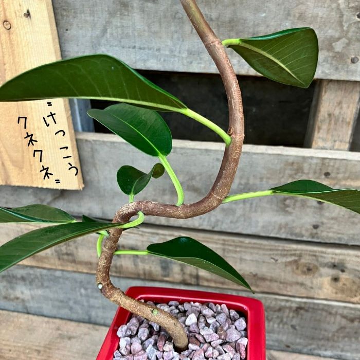 観葉植物現品販売