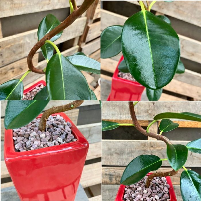 観葉植物現品販売