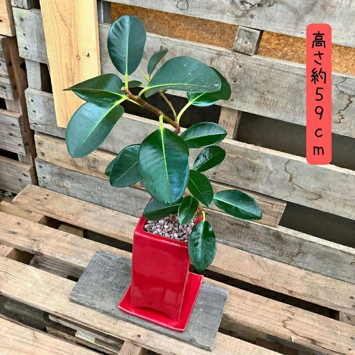 観葉植物現品販売