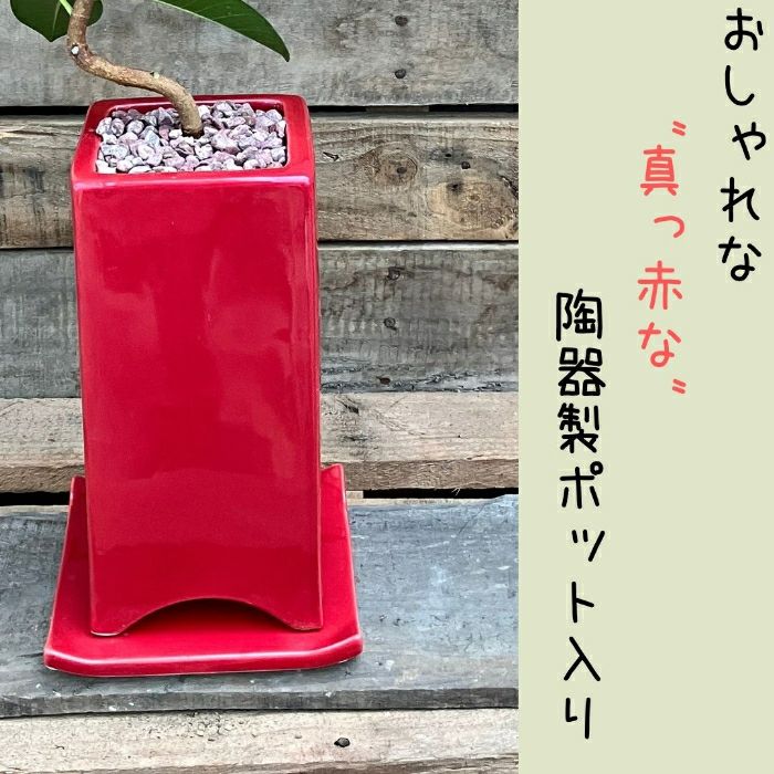 観葉植物現品販売