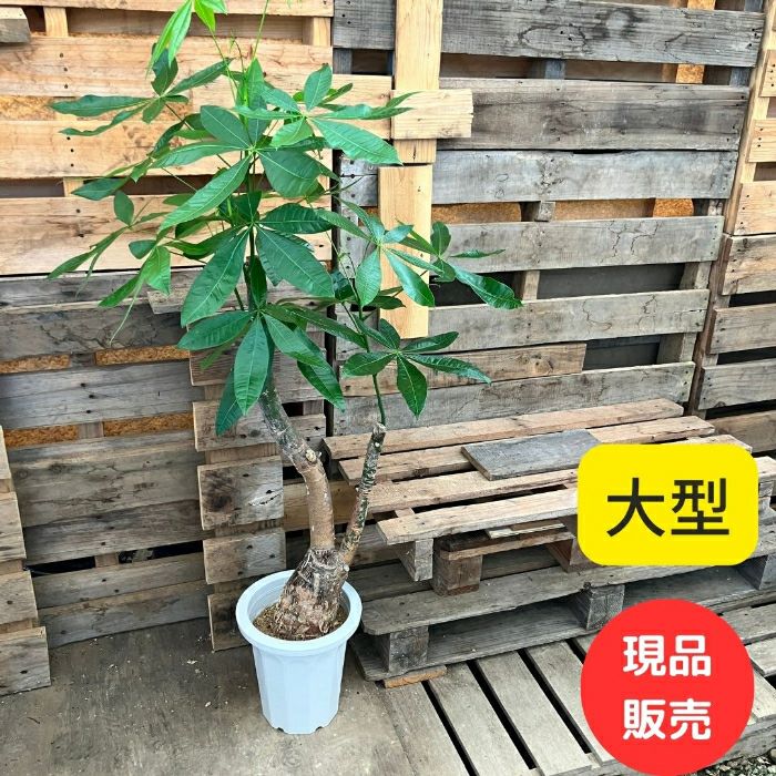 観葉植物現品販売