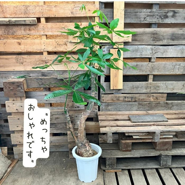 観葉植物現品販売