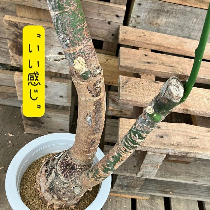 観葉植物現品販売